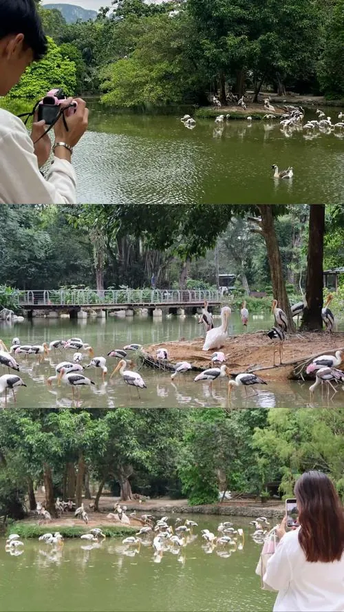 Một hồ nước rộng với vài chú chim đứng rải rác, mặt nước phản chiếu tán cây phía trên, tạo cảm giác dịu mắt của hình ảnh Sở Thú