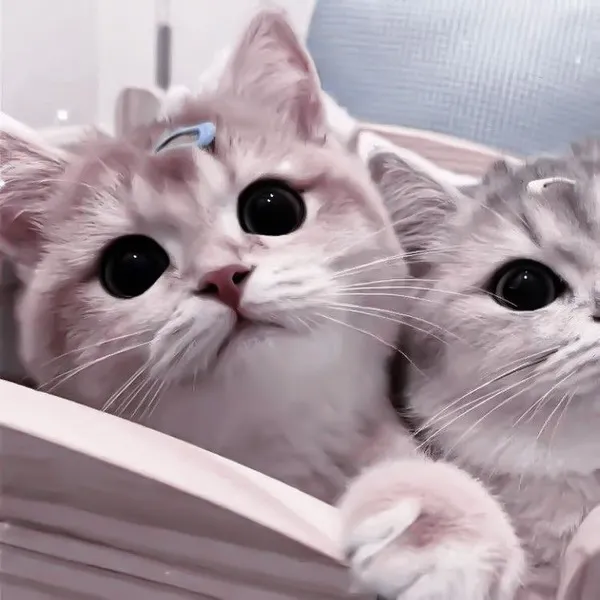 Hai chú mèo trắng lông xù tựa đầu vào nhau bên khung cửa sổ, ánh mắt hướng về phía xa đầy vẻ mơ màng trong nắng sớm bình yên.