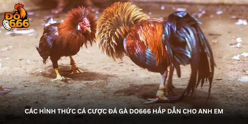 Các hình thức cá cược đá gà DO666 hấp dẫn cho anh em