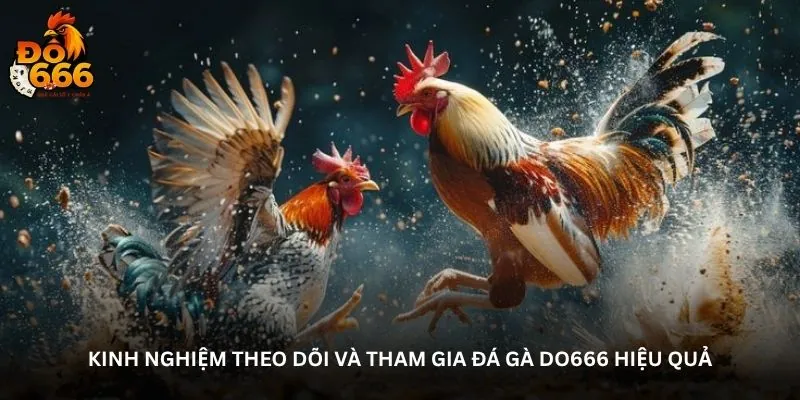 Kinh nghiệm theo dõi và tham gia Đá gà DO666 hiệu quả