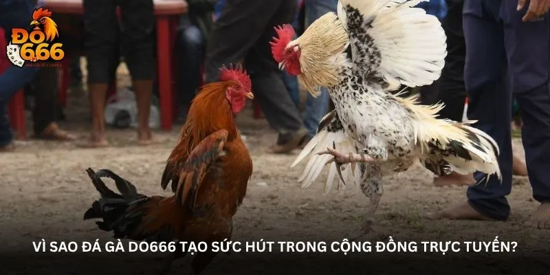 Vì sao Đá gà DO666 tạo sức hút trong cộng đồng trực tuyến?